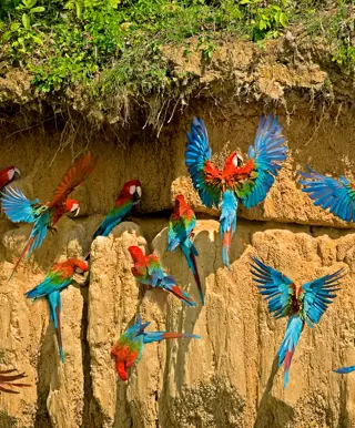 Amazonas Regenwald im Manu Nationalpark